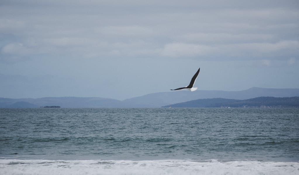 Gull on the wing, Seven Mile Beach, Tasmania