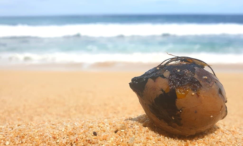 Stumble in Shore