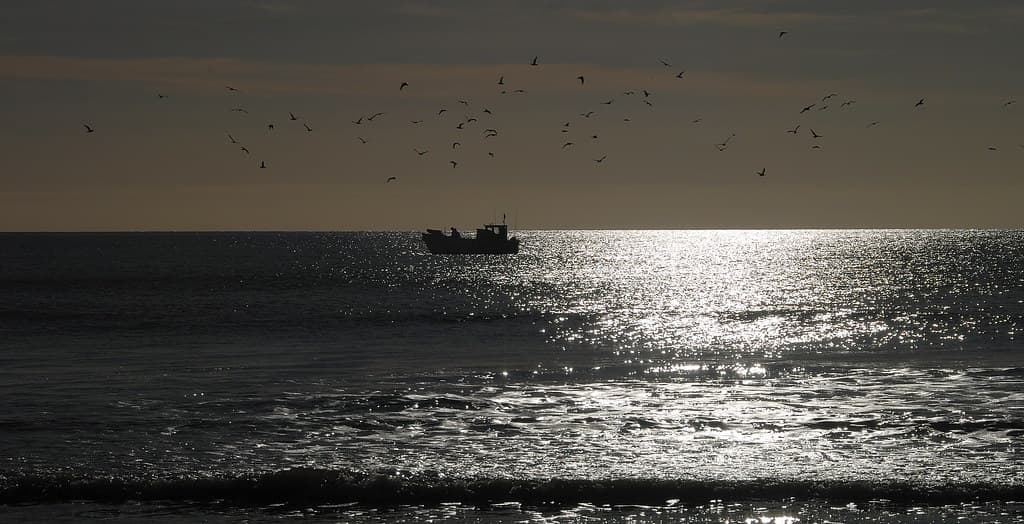 Seagulls Circling Above a Fishing Boat Off Bexhill Beach