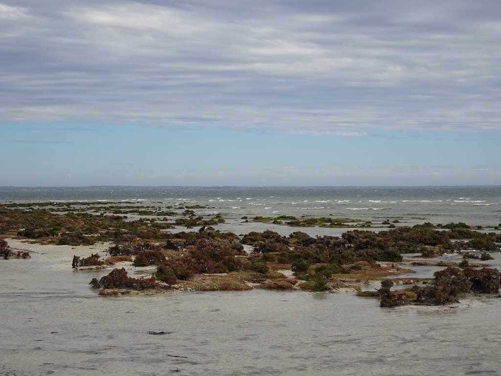 Shallows Vegetation