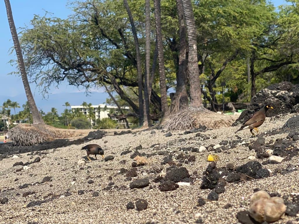 Myna Birds at `Anaeho`omalu Beach
