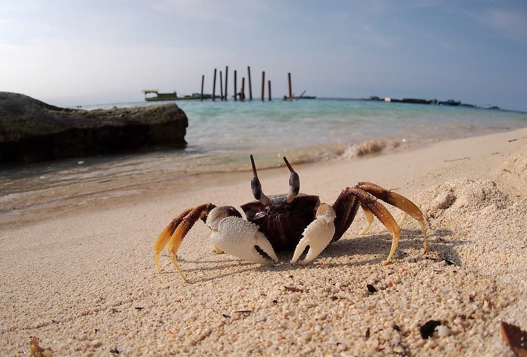 Crab at tropical beach of Derawan, Borneo