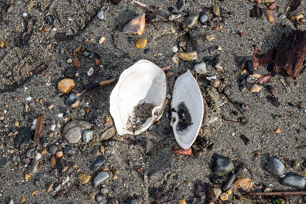 Shell Point Beach