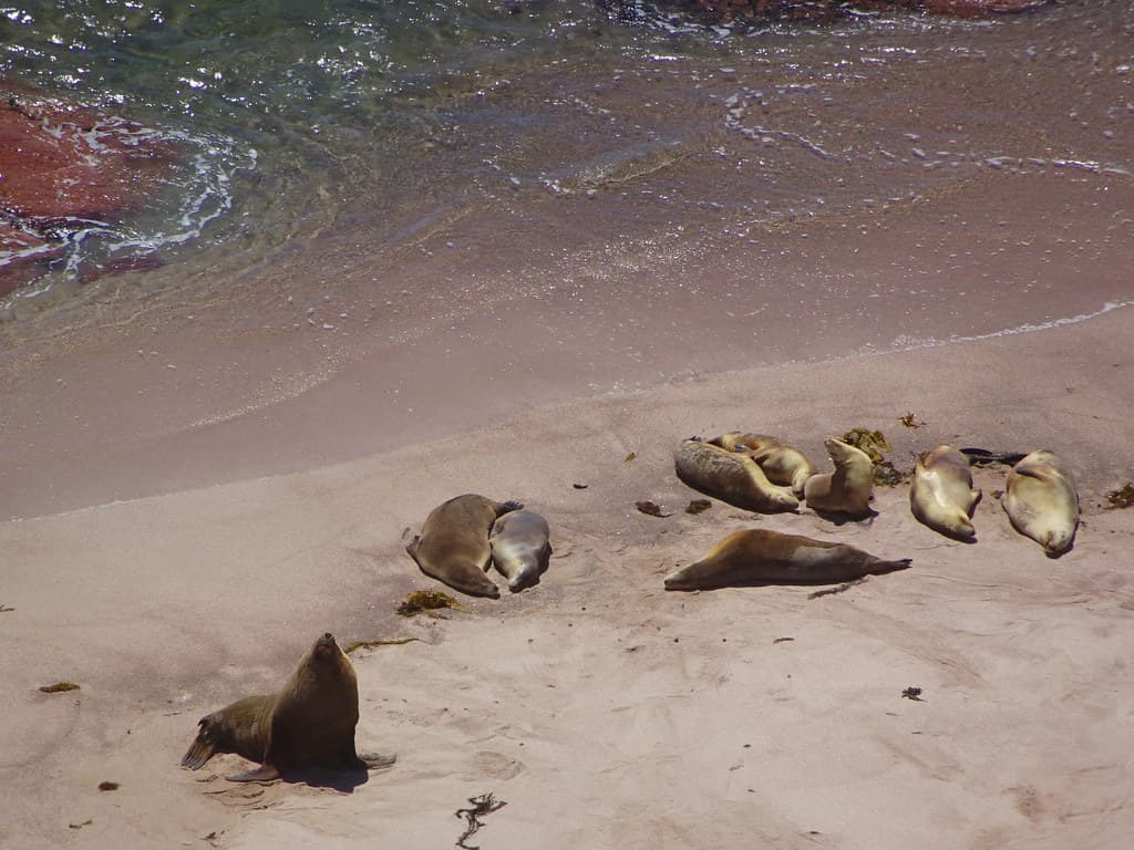 Point Labatt. Eyre Peninsula. About 50 kms from Streaky Bay. Australian sea lions lazing on the wave cut platform below the high cliffs.