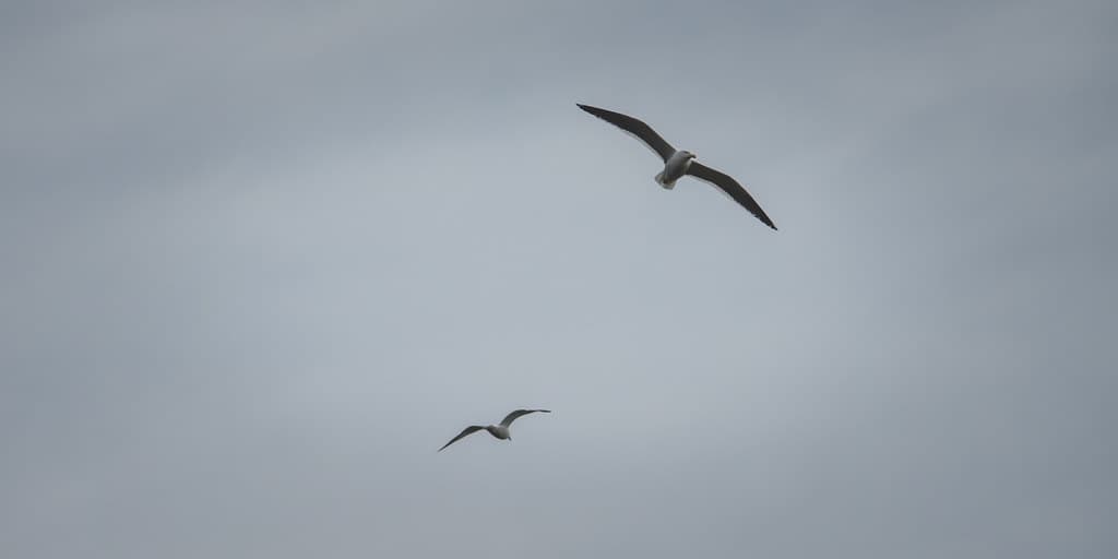 Silver gulls, Boronia Beach, Tasmania
