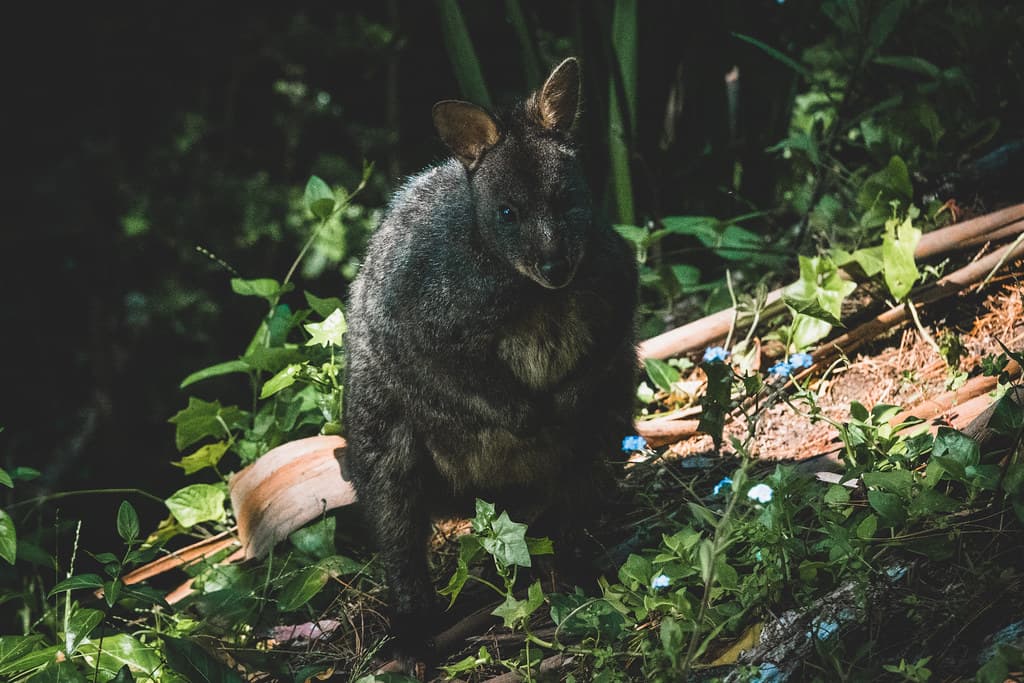 Tasmanian pademelon (Thylogale billardierii), Boronia Beach, Tasmania