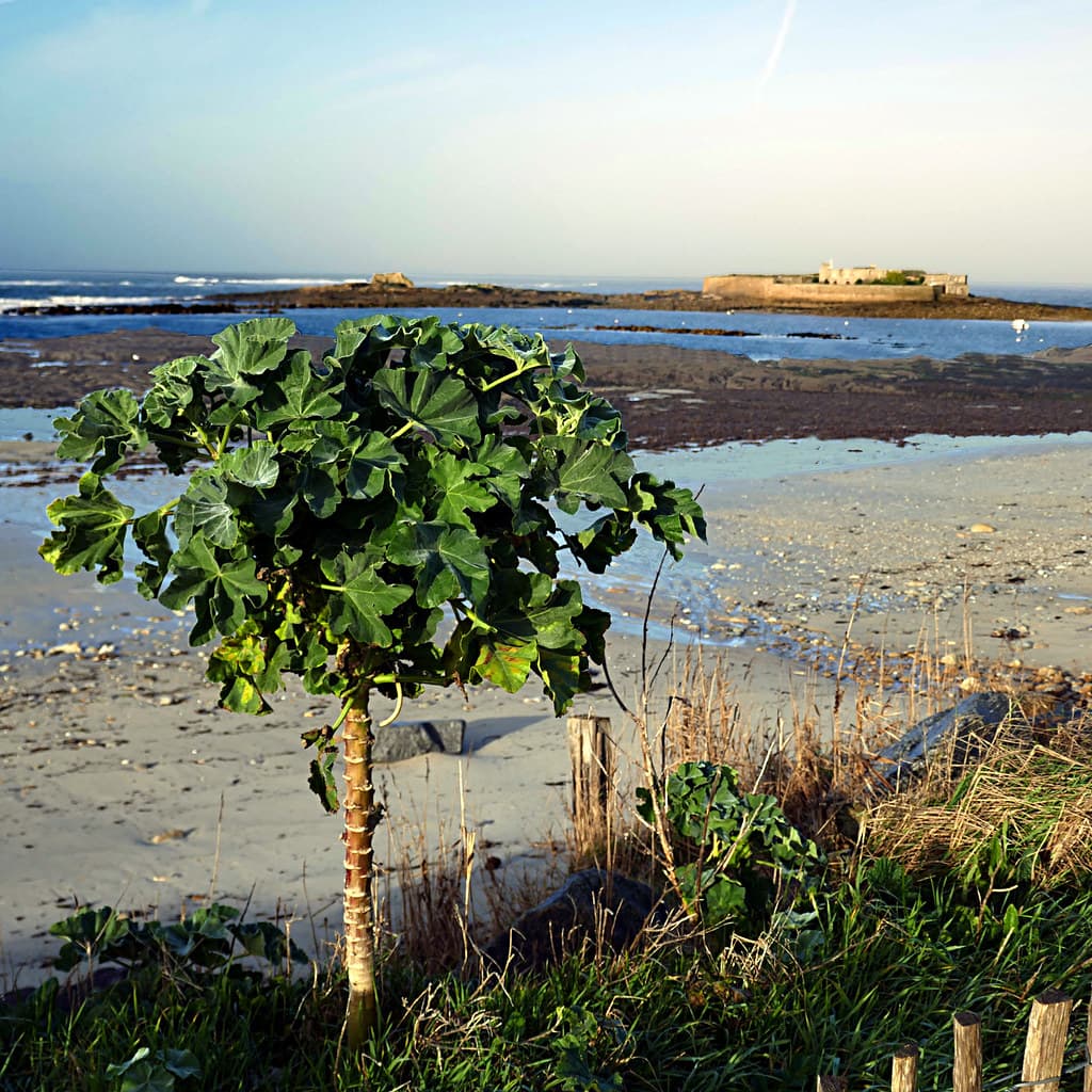 Le Fort-Bloqué, Morbihan