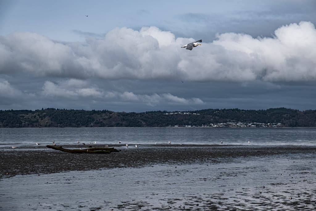 Dash Point SP 2022 02 05 34