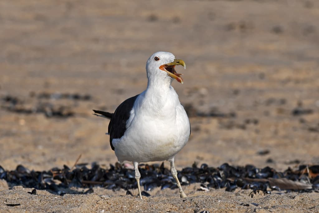 Great Black-backed Gull (Shark River Inlet)