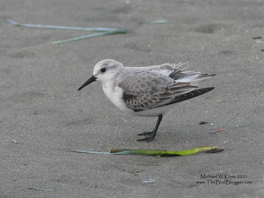 Sanderling - Ocean Shores, WA