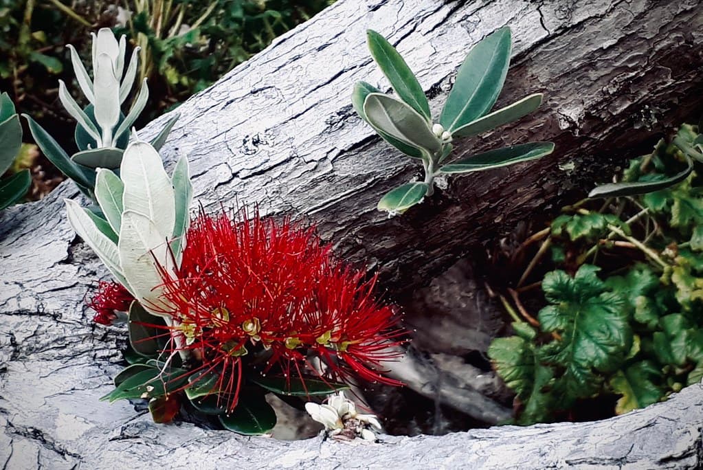 Pohutukawa Flower