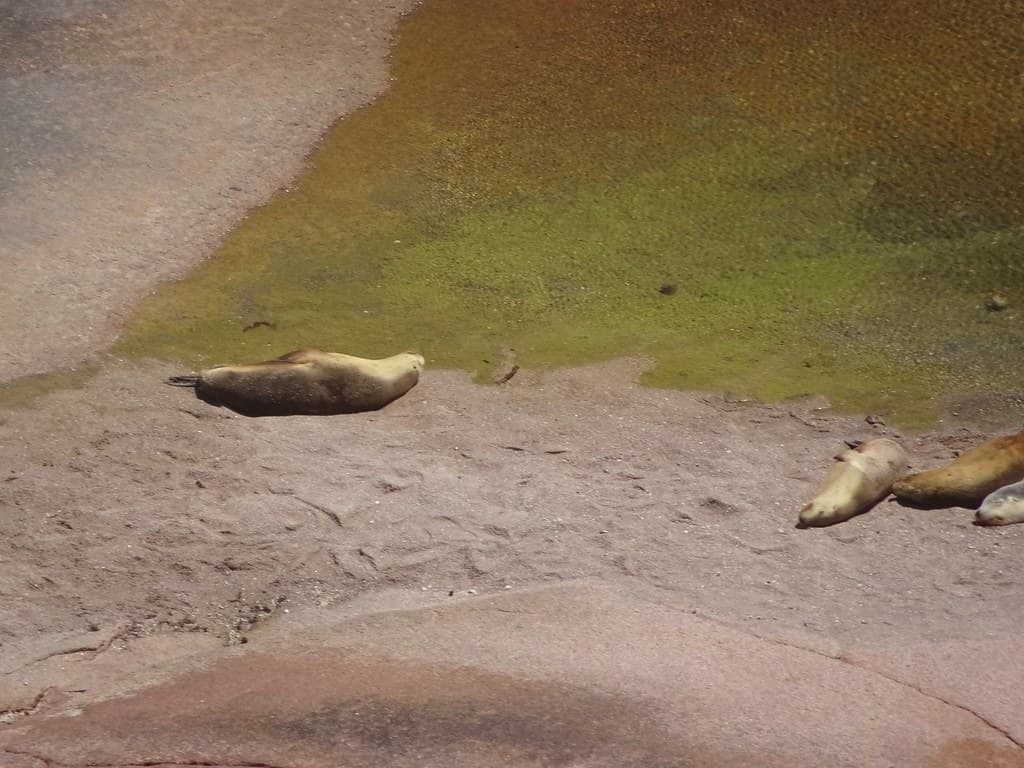 Point Labatt. Eyre Peninsula. About 50 kms from Streaky Bay. Australian sea lions lazing on the wave cut platform.
