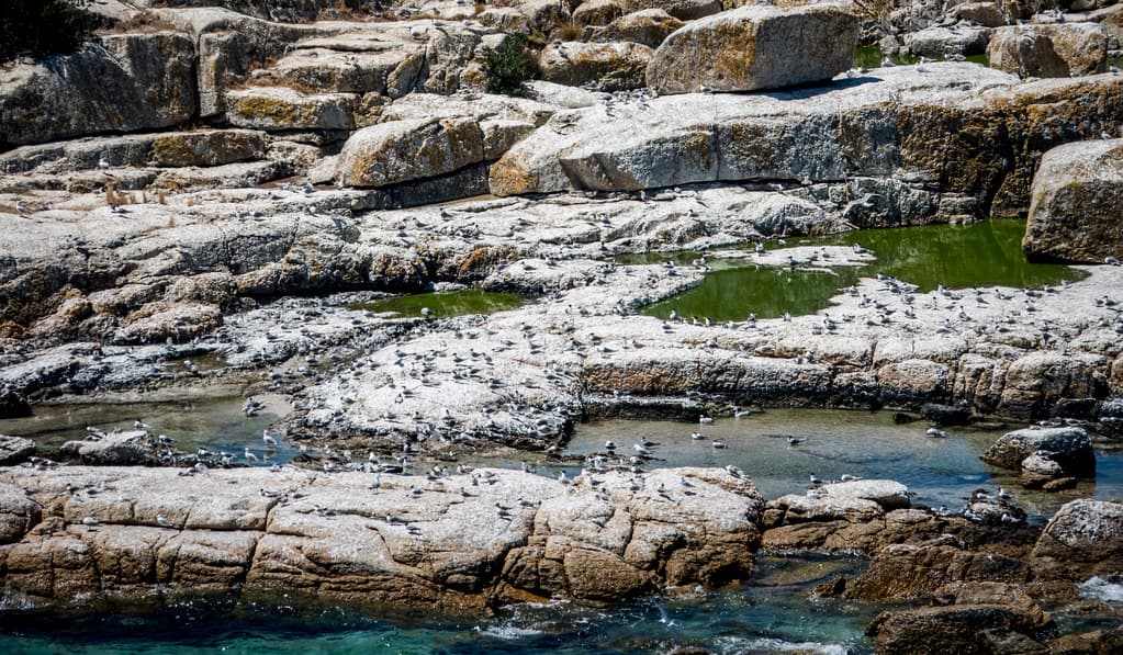 Bird colony, Bicheno, Tasmania