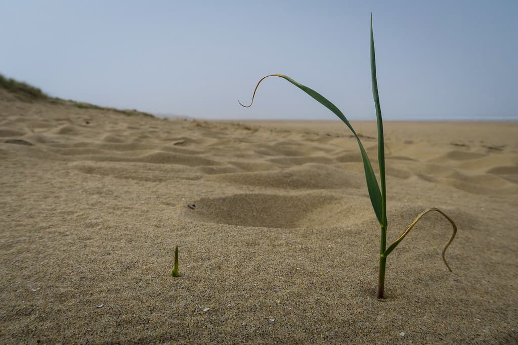 De Wassenaarse Slag Beach — photo by Fabio Bruna