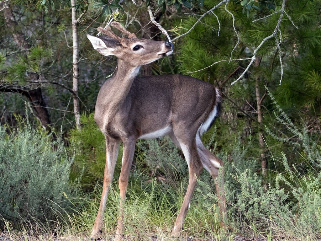 Button Buck in Buttonbush Marsh