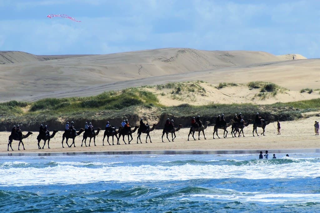 camels at Birubi Beach Australia