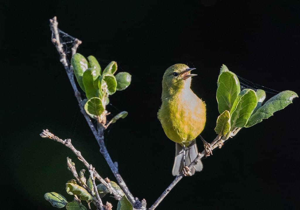 Evening song!
