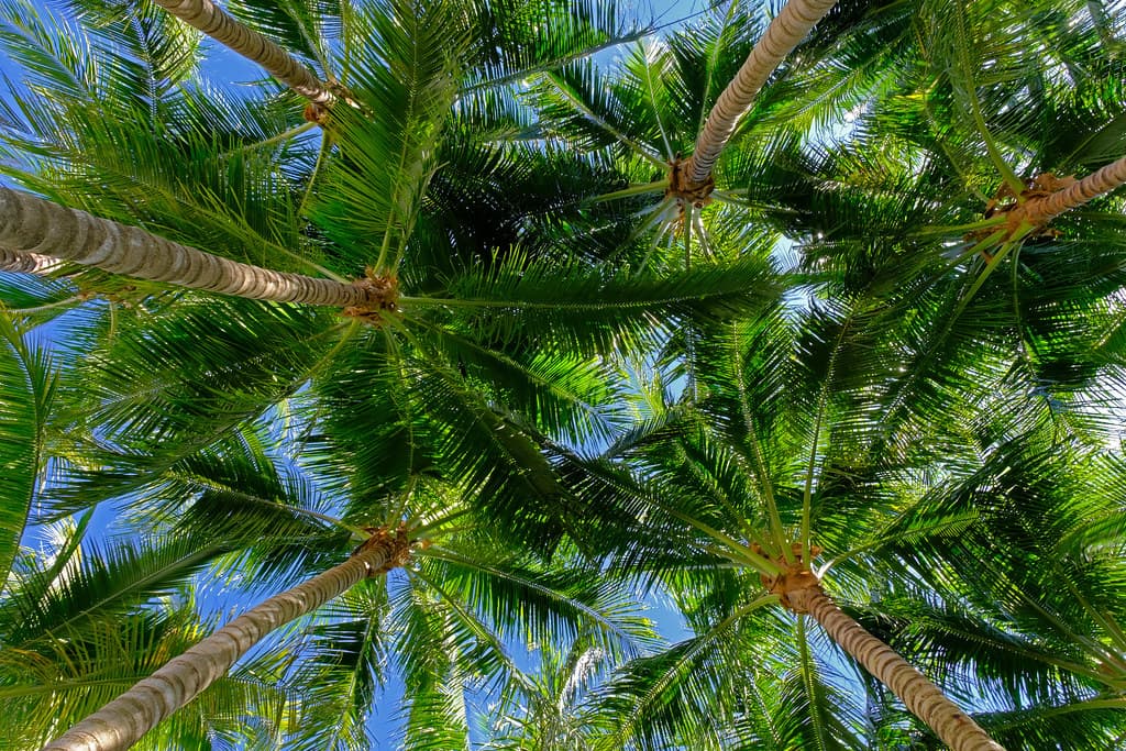 Palms