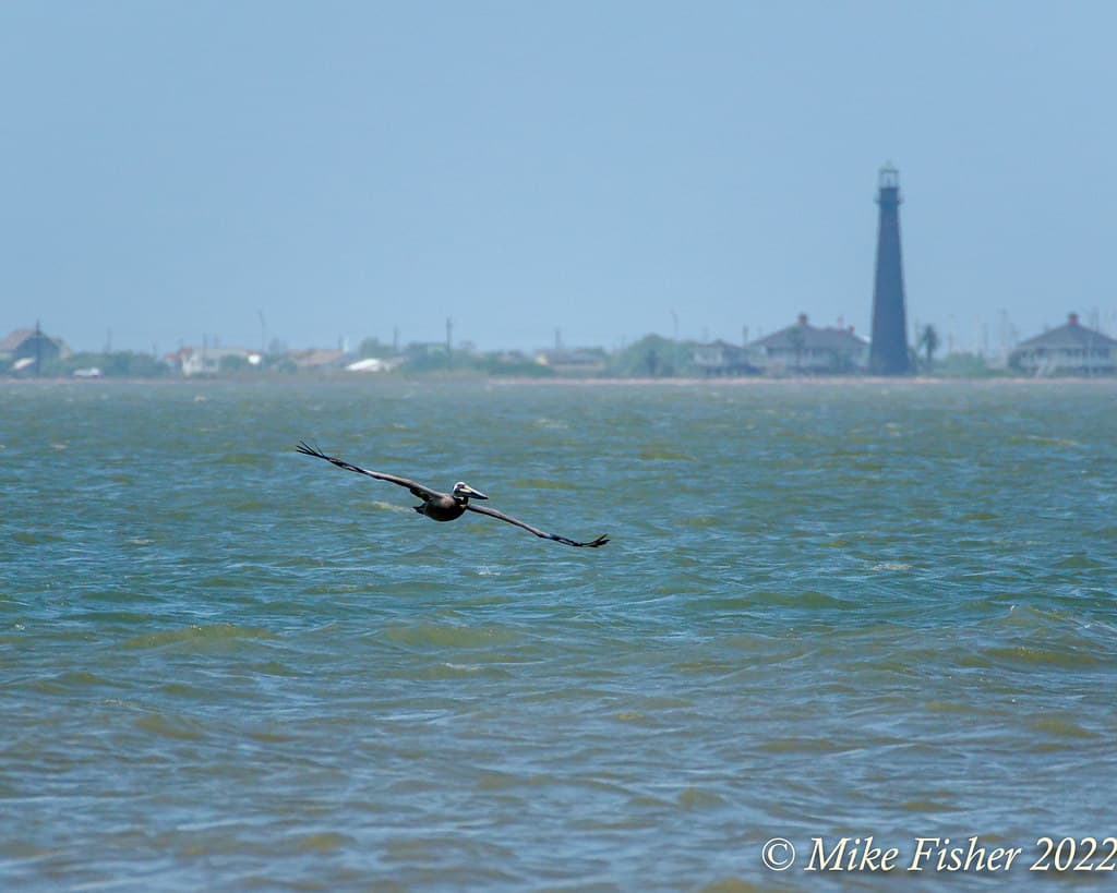 Skimmer