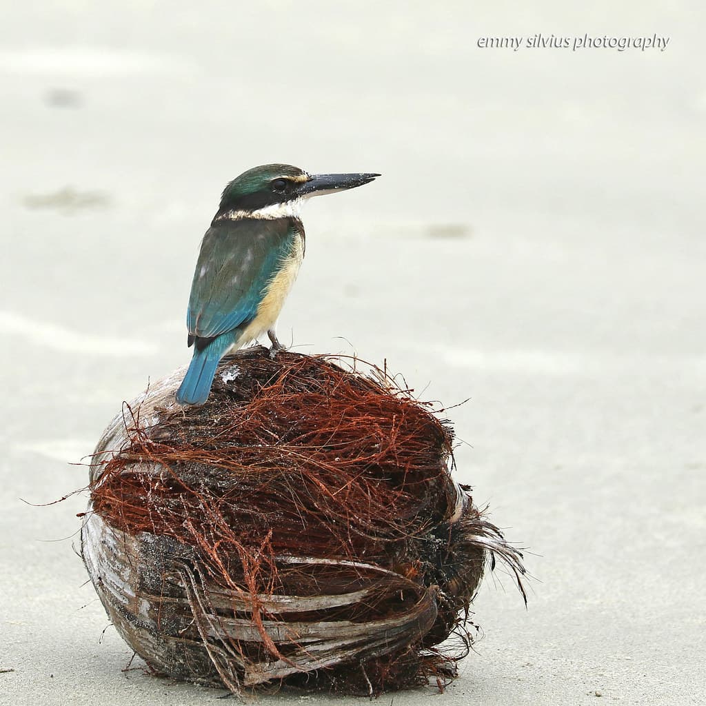 Sacred Kingfisher Daintree (Qld) - 1486