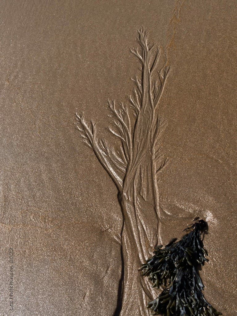 Sugar Sands — photo by LesHutchinson
