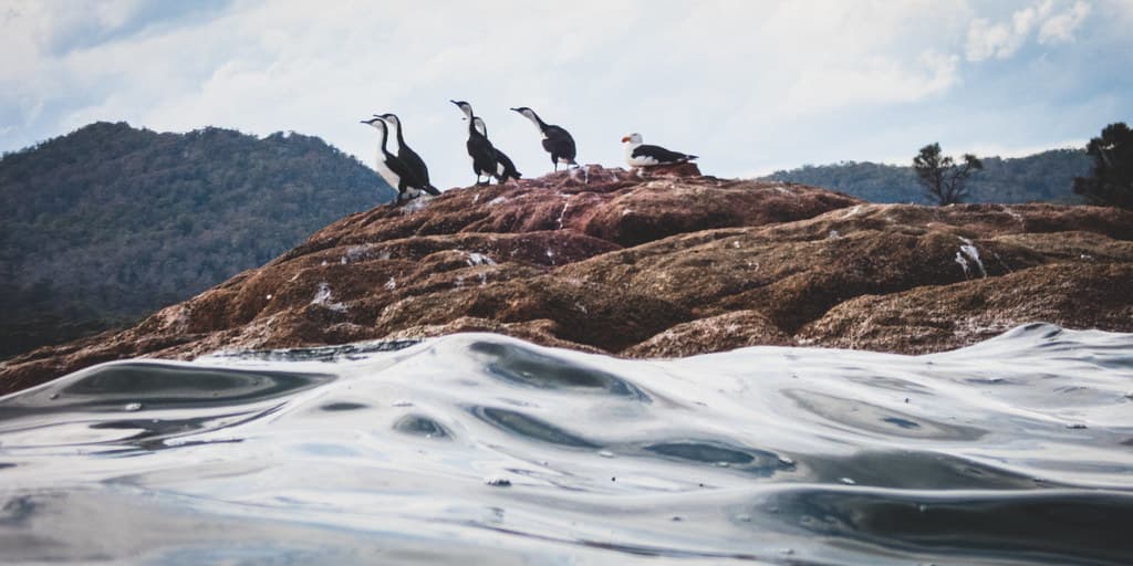 Shags and Kelp Gull, Honeymoon Bay, Freycinet National Park, Tasmania