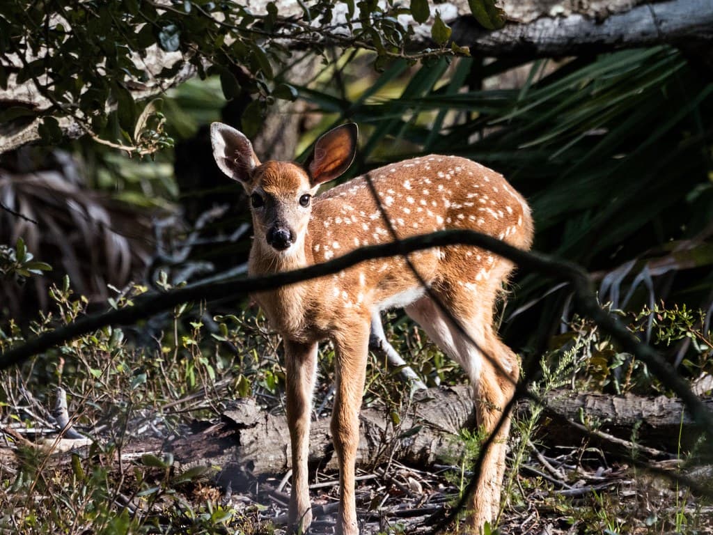 Fawn of the Future at Buttonbush Marsh