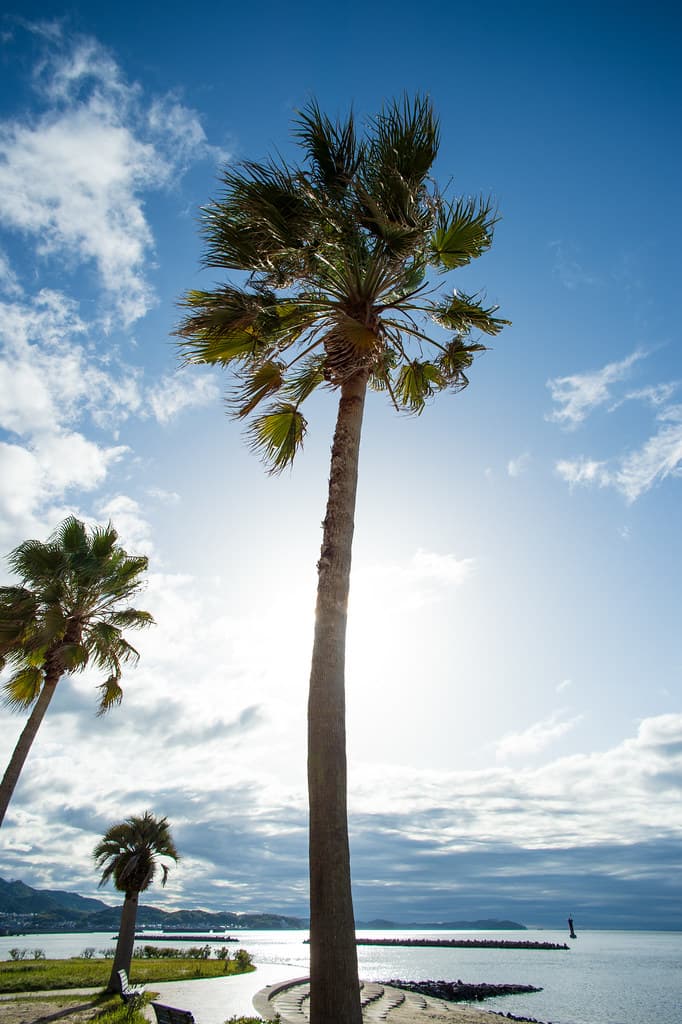 Miyazaki Beach — photo by BONGURI