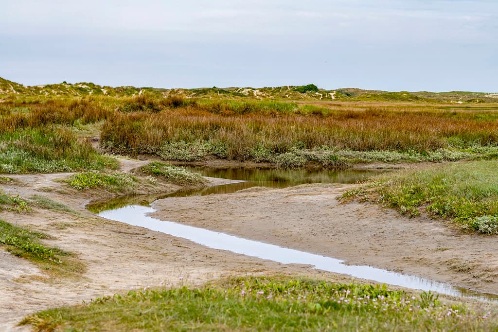 Seawater creek in the "Slufter" (2), island Texel