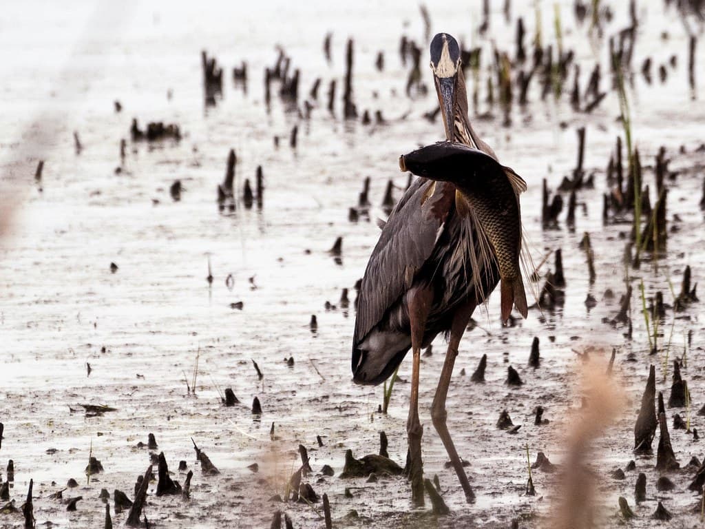 Big Fish Tale for a Great Blue Heron