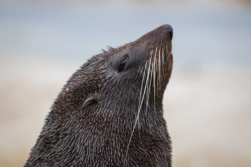 New Zealand Fur Seal