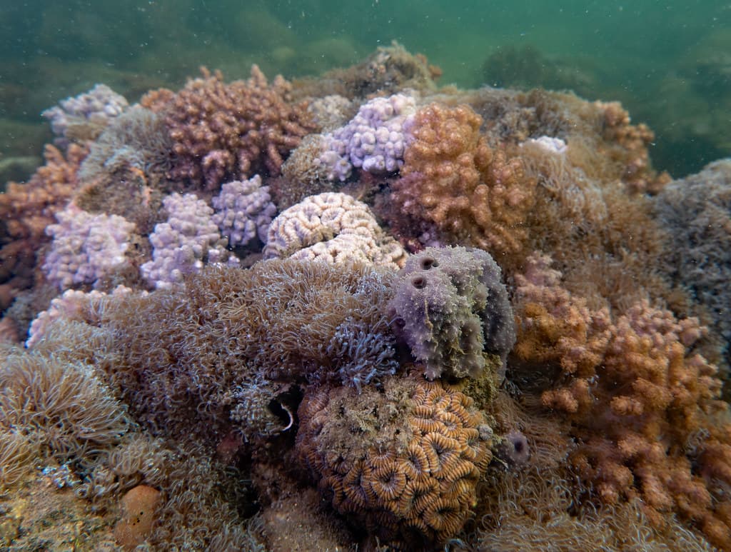 Corals in the bay