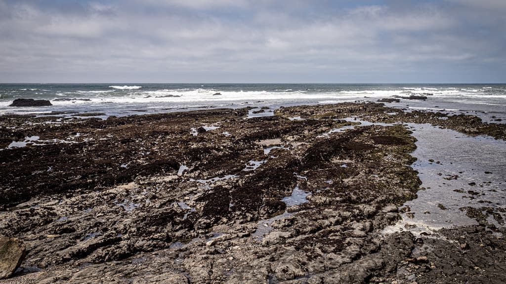 J V Fitzgerald Marine Reserve 4/25/22