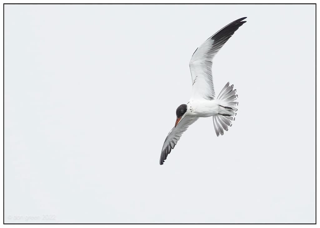 Caspian Tern