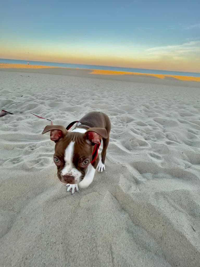 Stella