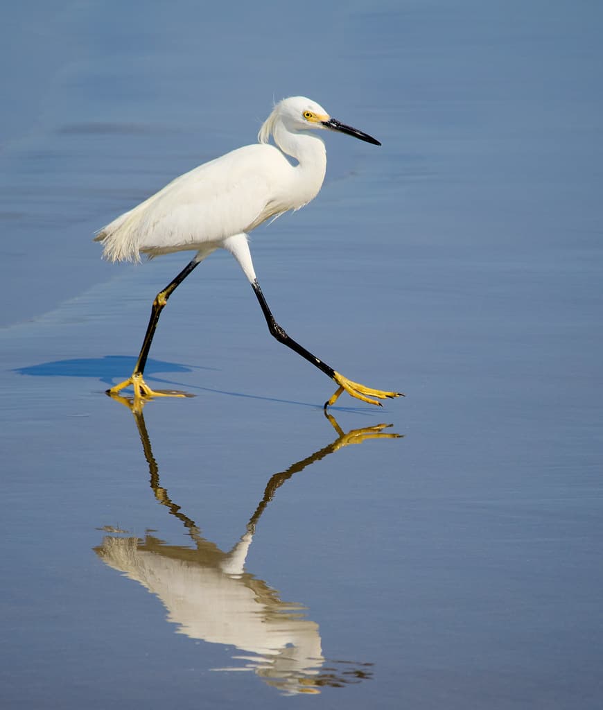 Egret looking pretty