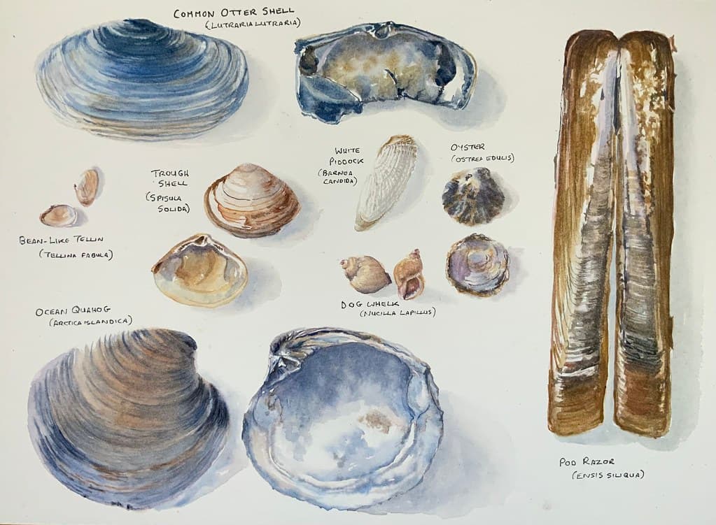 Seashells 2