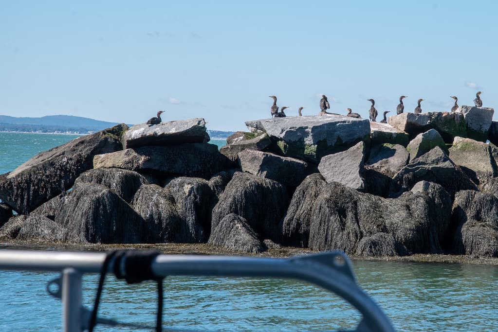 2022-09-14 Gallops Island - DCR - site visit (211)