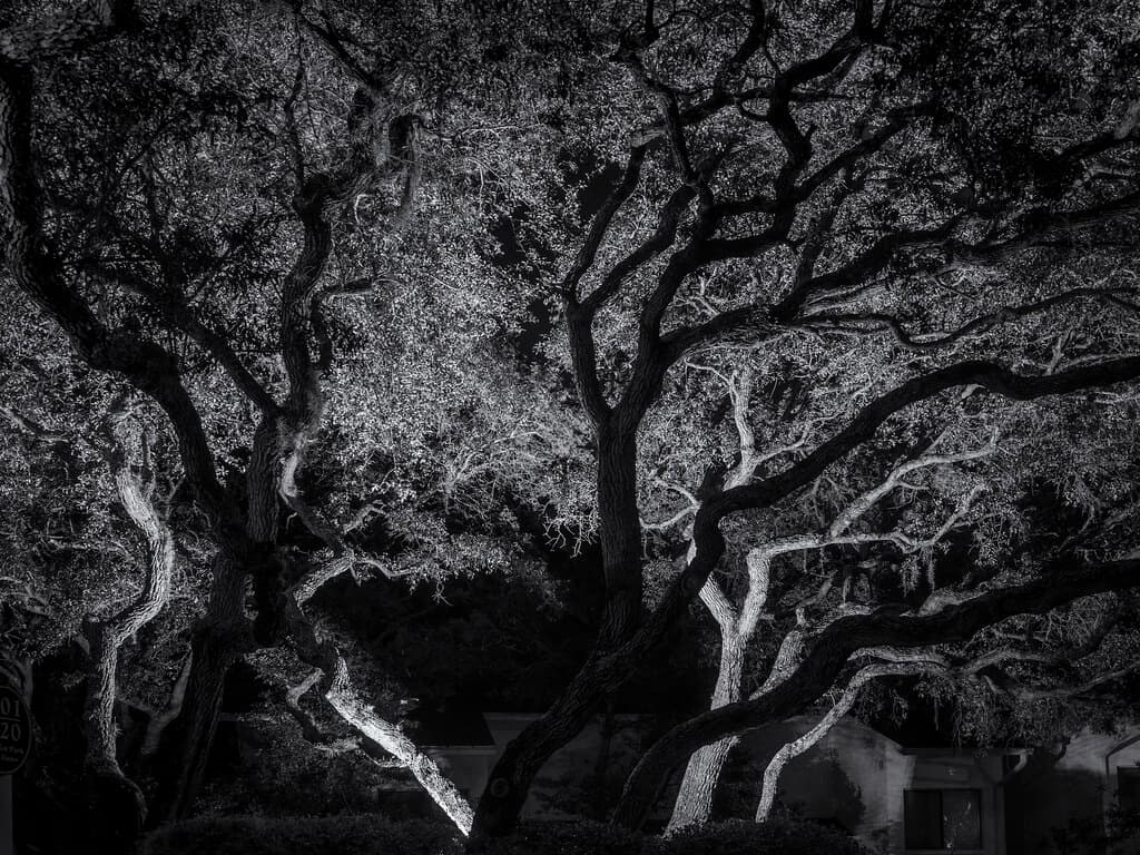 Live Oaks at night