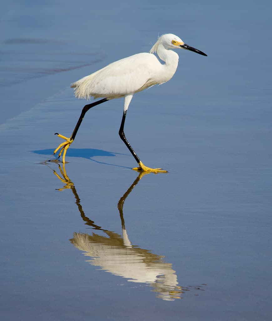 Snowy egret reflection