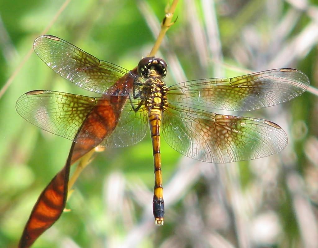 Seaside Dragonlet, female - Florida