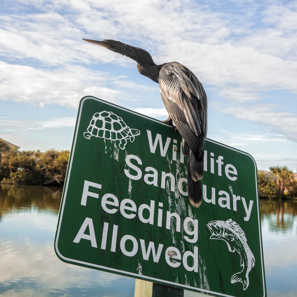 Anhinga, sanctuary ranger
