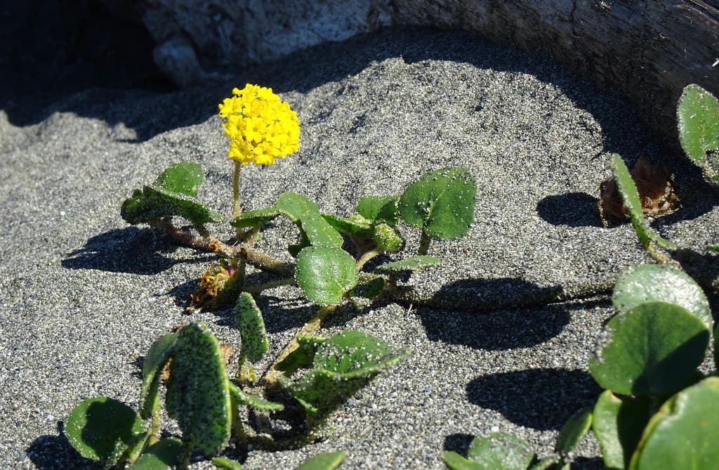 Sand Verbena   (Abronia latifolia)