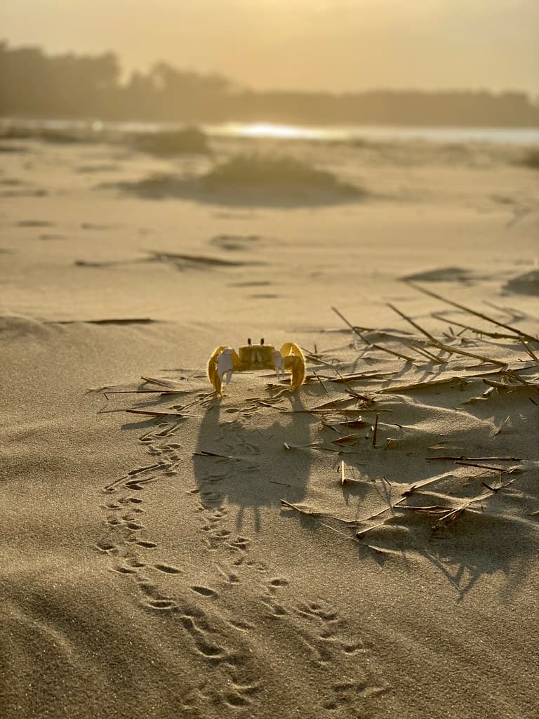 Parramore Island Beach