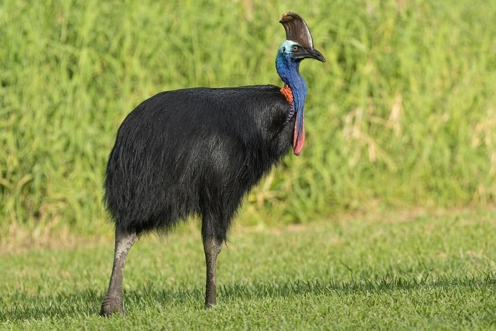 Southern Cassowary  - Innisfail, Cassowary Coast, Queensland, Australia