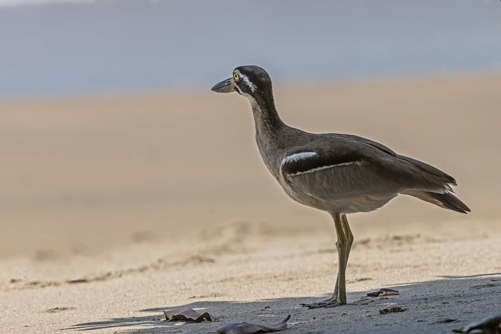 Beach Thick-knee - Innisfail, Cassowary Coast, Queensland, Australia