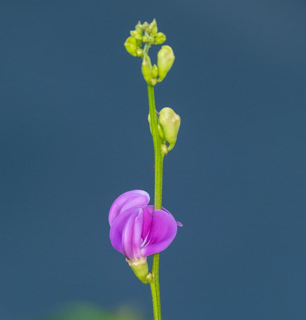 My home garden collection - Canavalia rosea (Beach Pea) - native legume, Darwin, NT, Australia