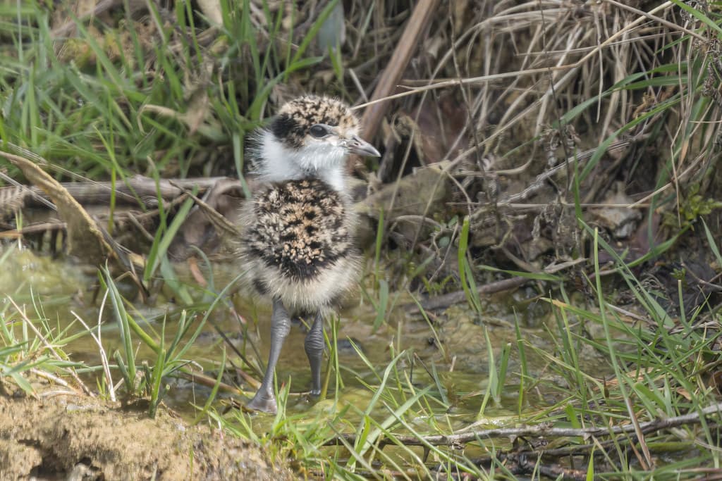 Masked Lapwing (fledged young)- Kingborough, Simpsons, Tasmania, Australia