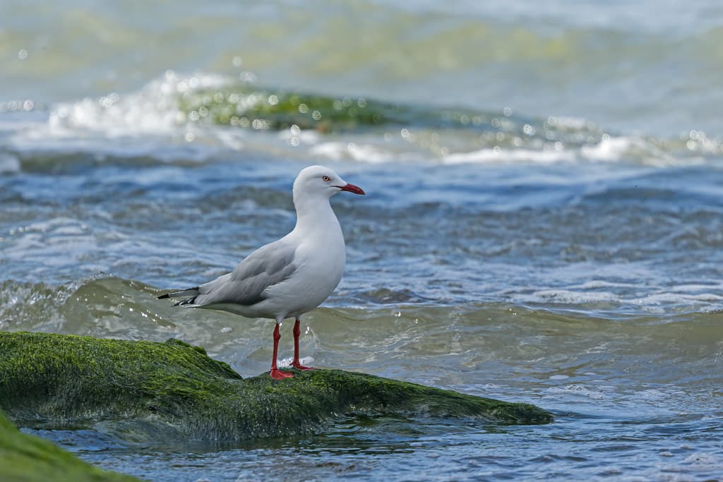 Silver Gull - Kingborough, Tasmania, Australia