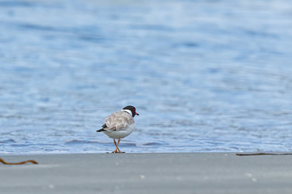 Hooded Plover (Hooded Dotterel) - Kingborough, Tasmania, Australia